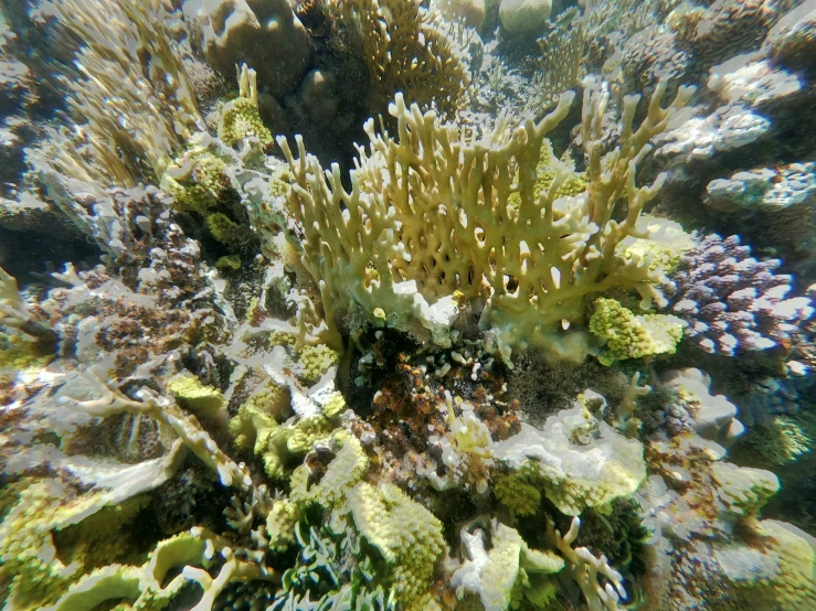 an underwater view of some coral and seaweed