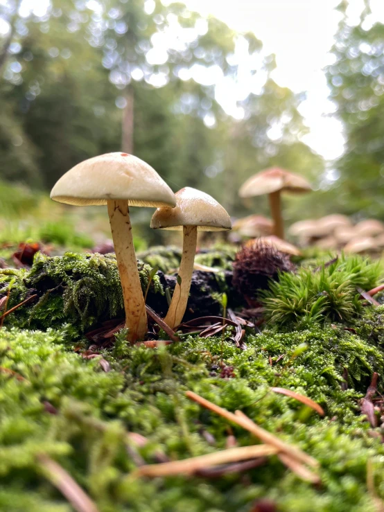 some mushrooms are on the grass in a forest