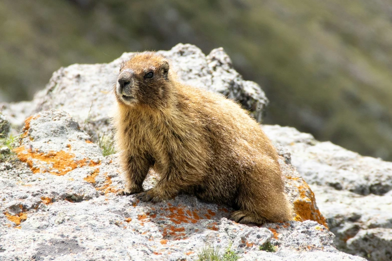 a brown animal that is sitting on the rocks