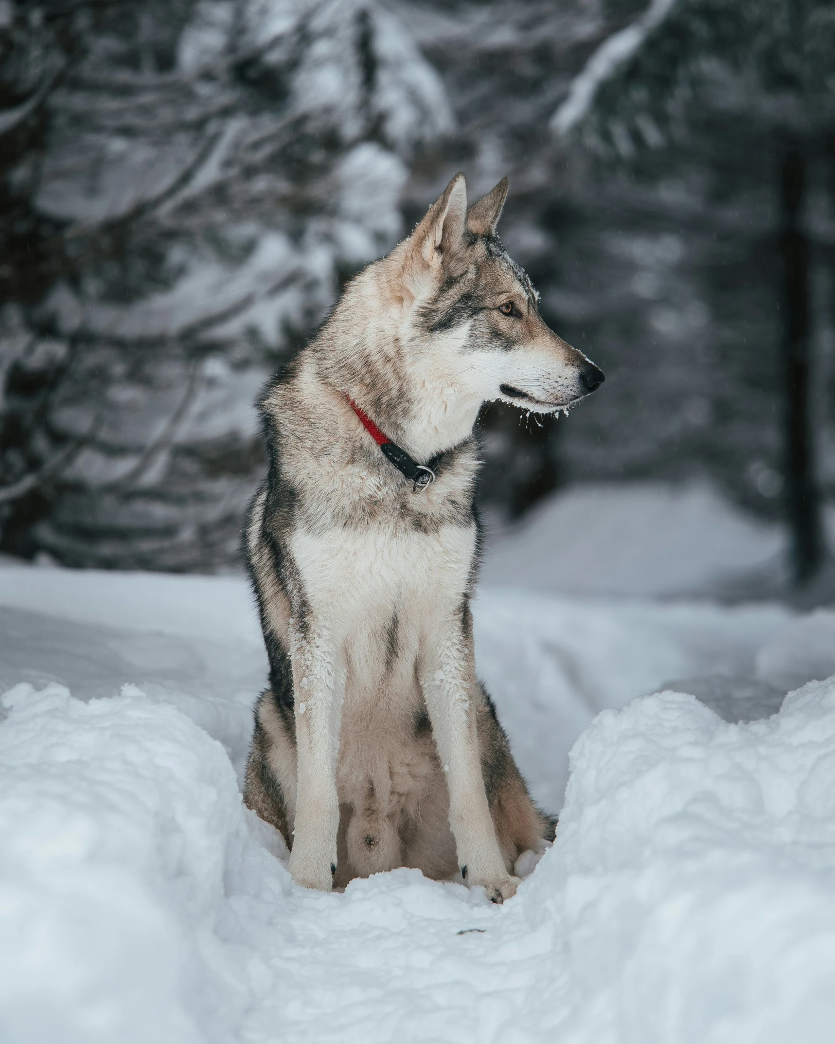 a dog is sitting in the snow alone