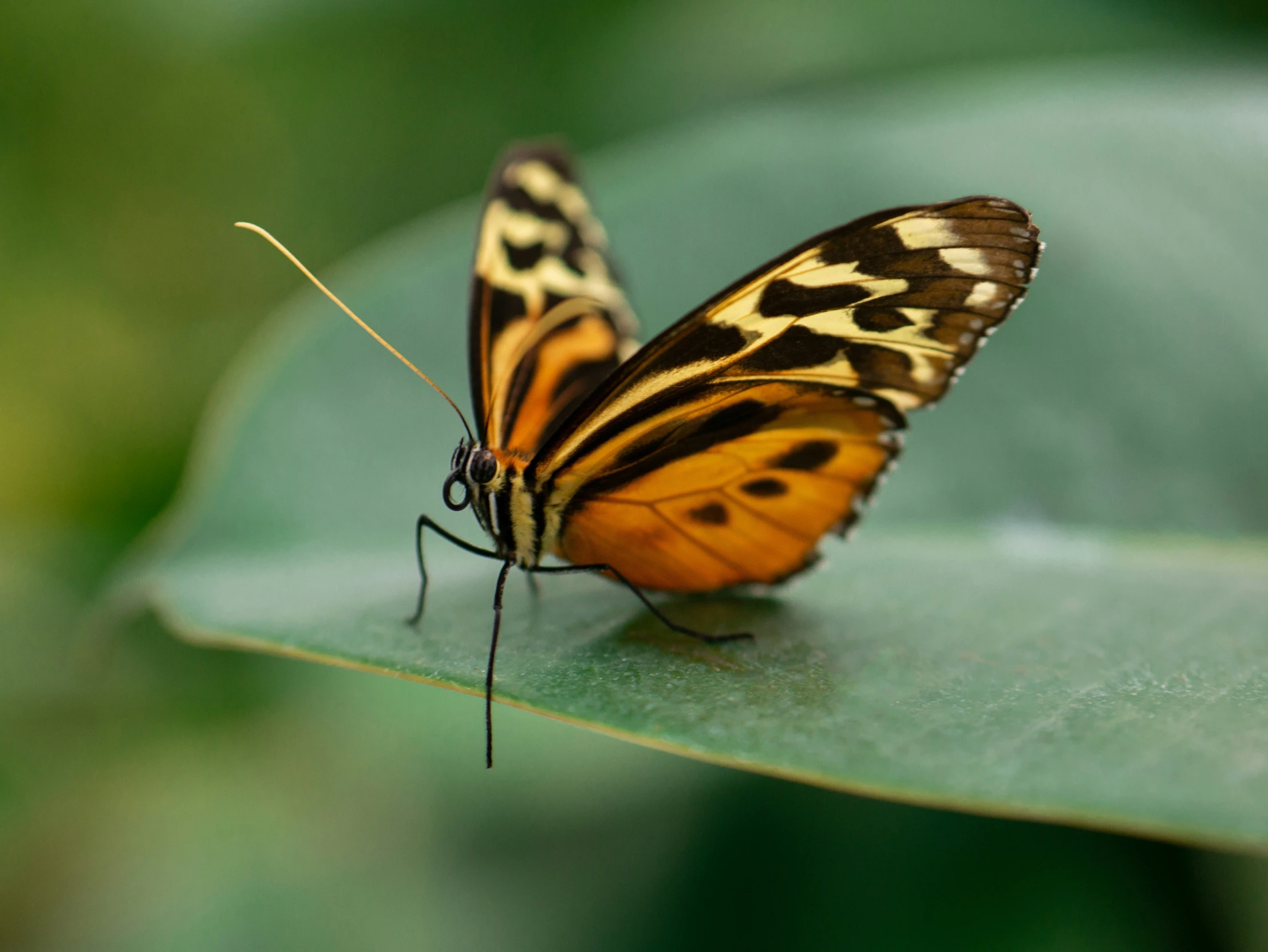 a brown and white erfly sitting on a leaf