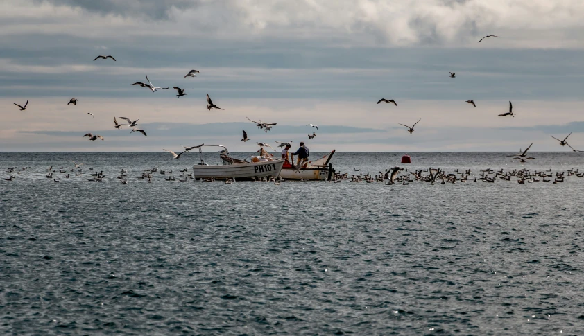 a group of birds flying over a boat on top of the ocean