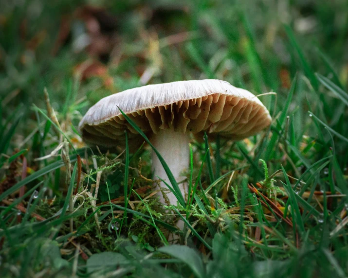 a big mushroom that is sitting in the grass