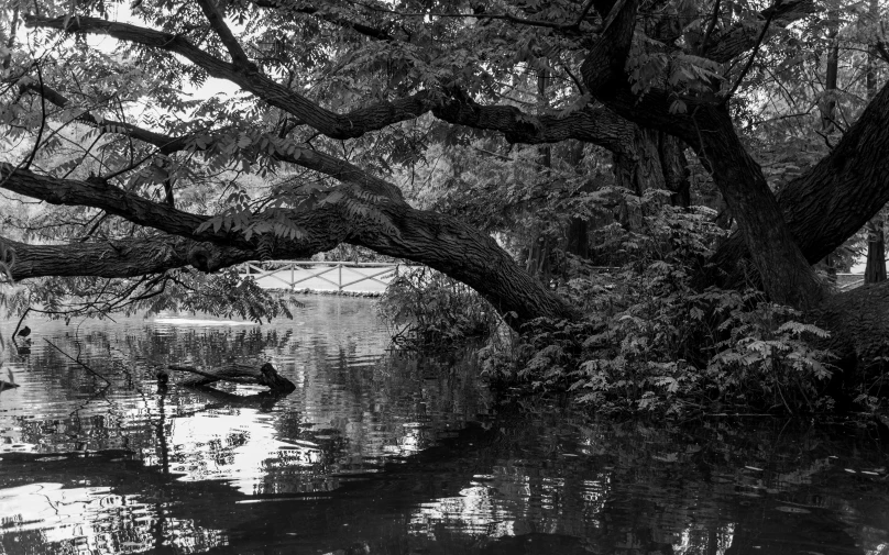 an empty pond filled with water and trees