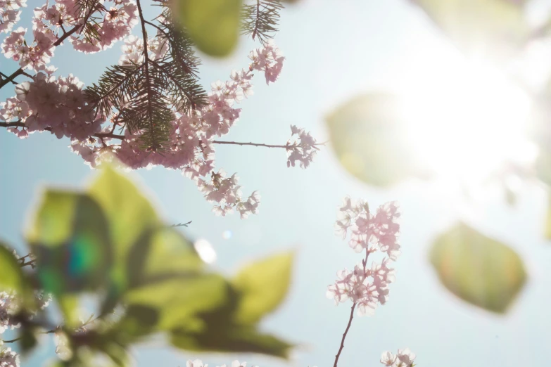 looking up at nches with white flowers and green leaves