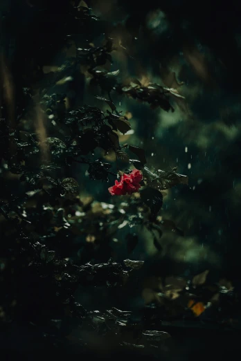 a flower with red petals floating in water