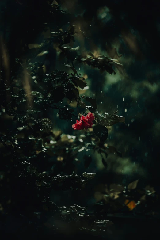 a flower with red petals floating in water