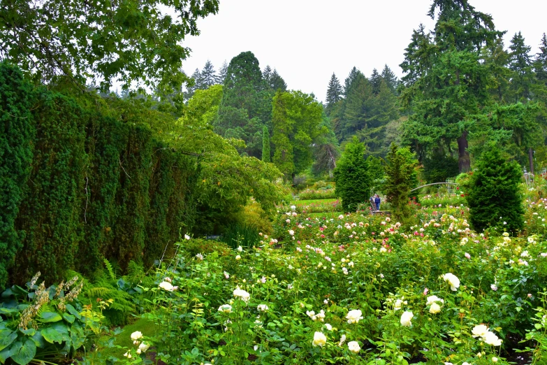 white flowers in a garden with hedges and shrubbery