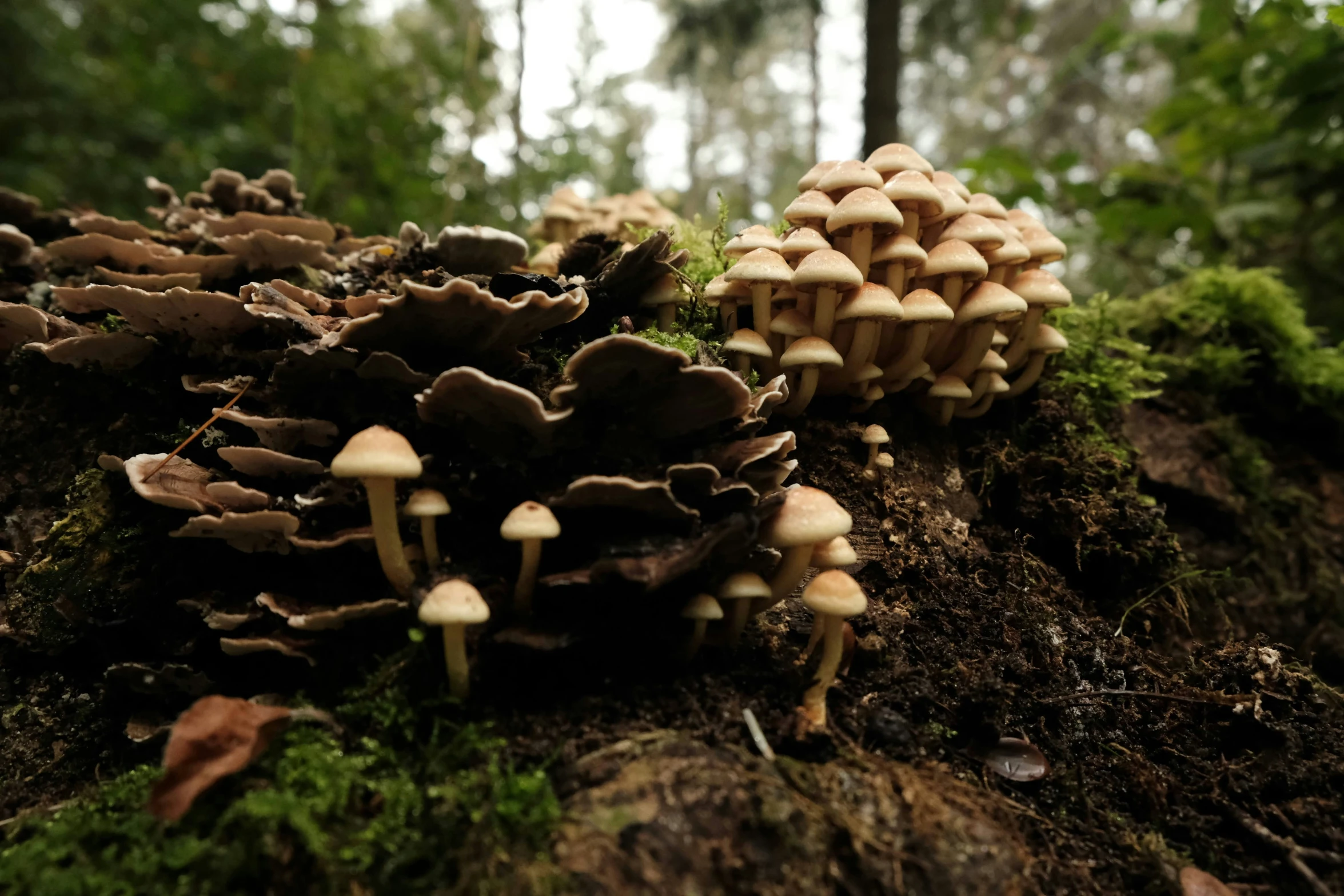 a group of mushrooms on a rotten tree stump in the forest