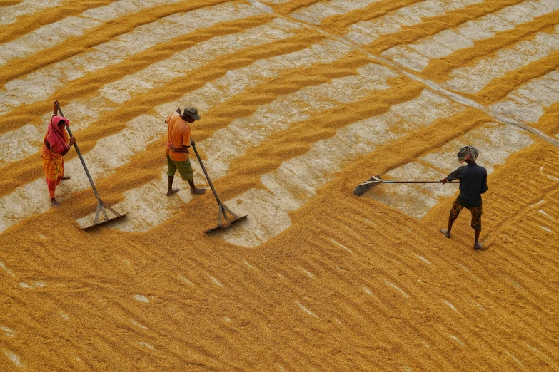 three workers cleaning corn on a farm field