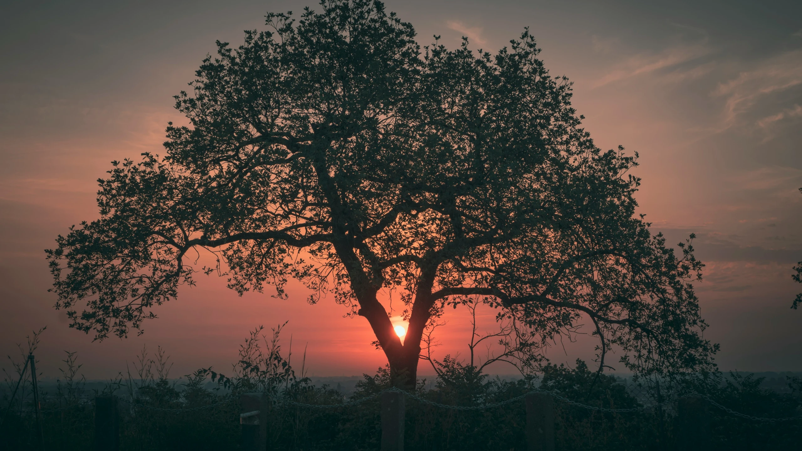 a tree in a field near the sun