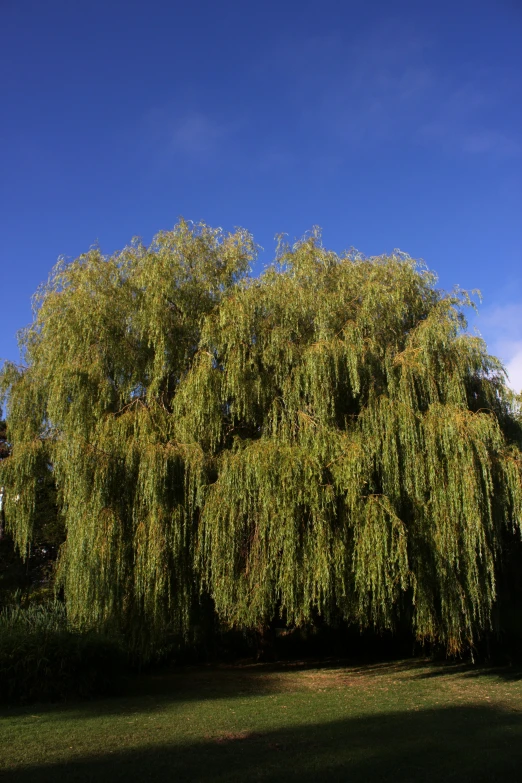 tree with very large, young leaves and green leaves