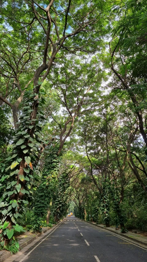 a street with an asphalt road between many trees