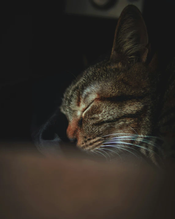 cat sleeping with closed eyes in dark room