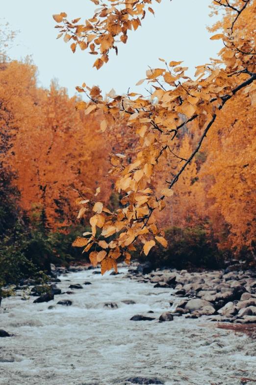 the leaves and trees have been changing colors