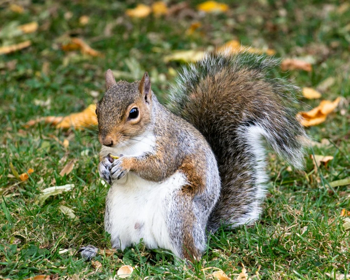 a gray squirrel on a field with its front legs crossed