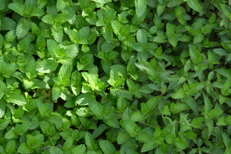 leaves on an ivy plant are almost edible