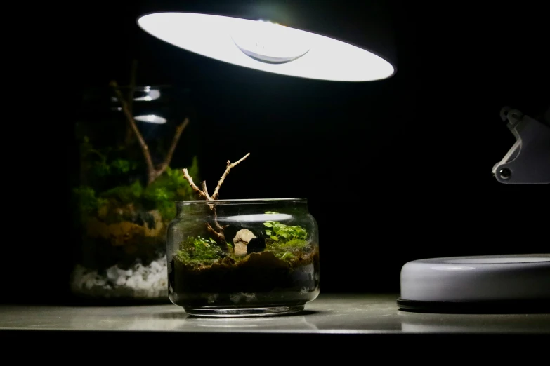 a glass jar with moss on the counter