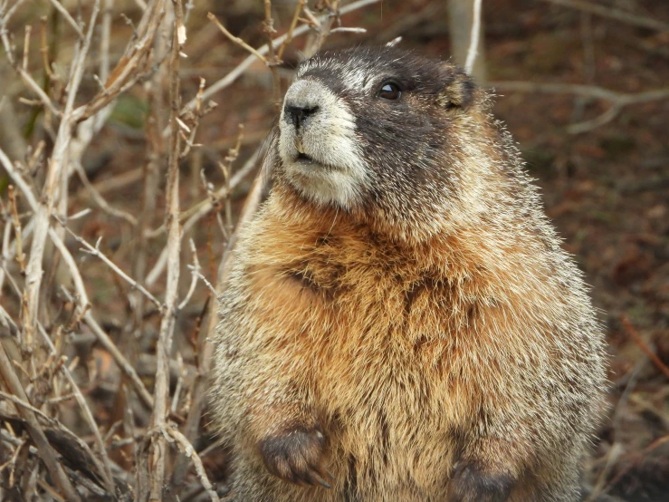 a groundhog sitting by some bare tree nches