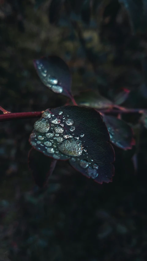 water drops are sitting on a leaf with some dark colored leaves in the background