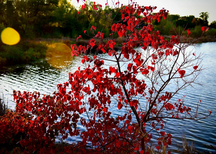 red leaves growing near the water with a sun behind them