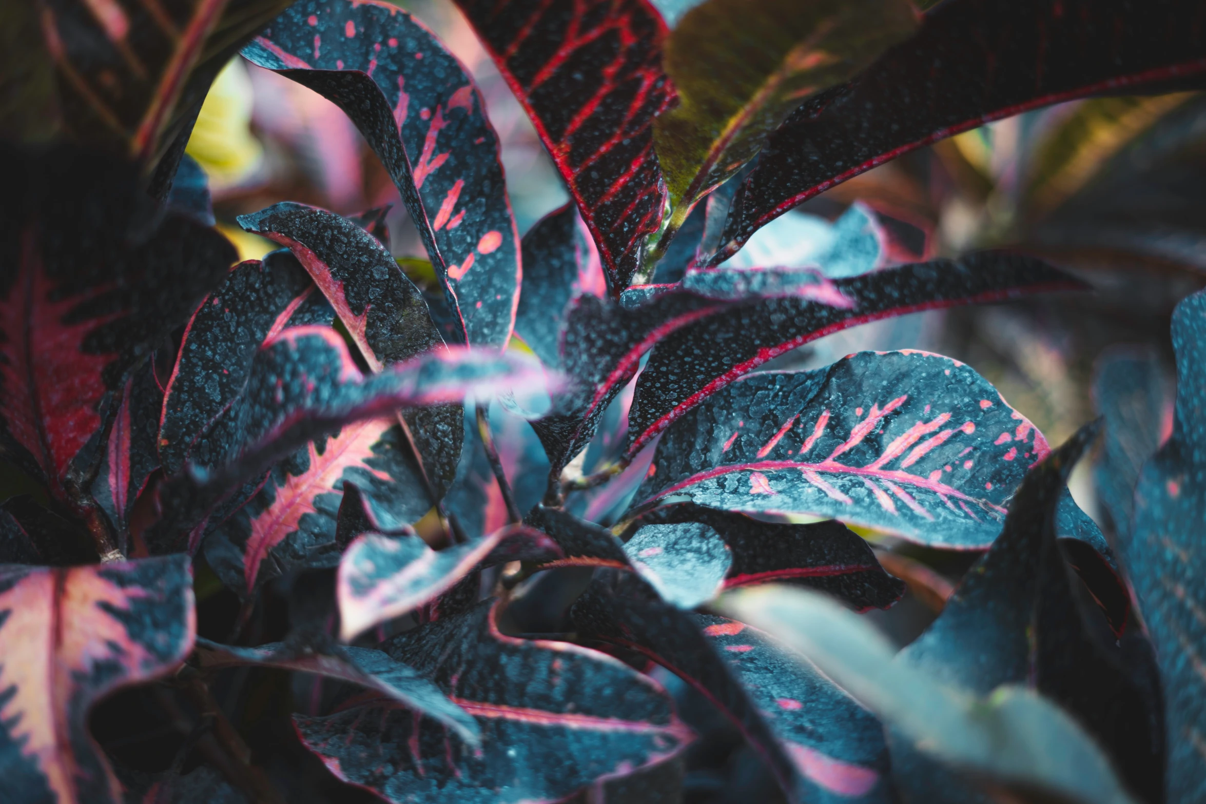 plants with red and purple leaves in the foreground