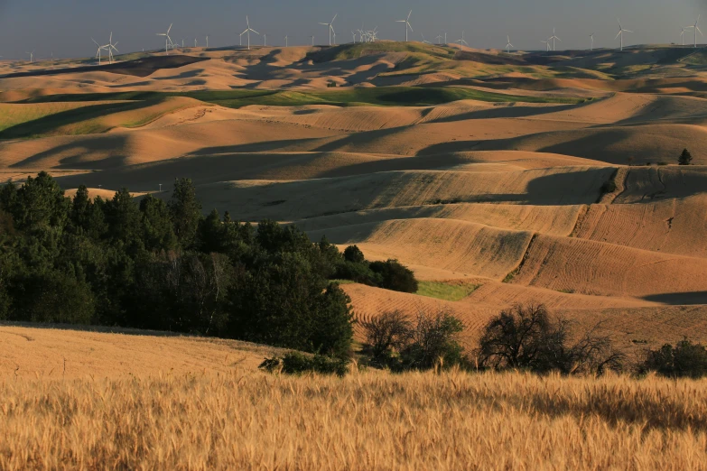 several wind mills are seen in the background of the landscape