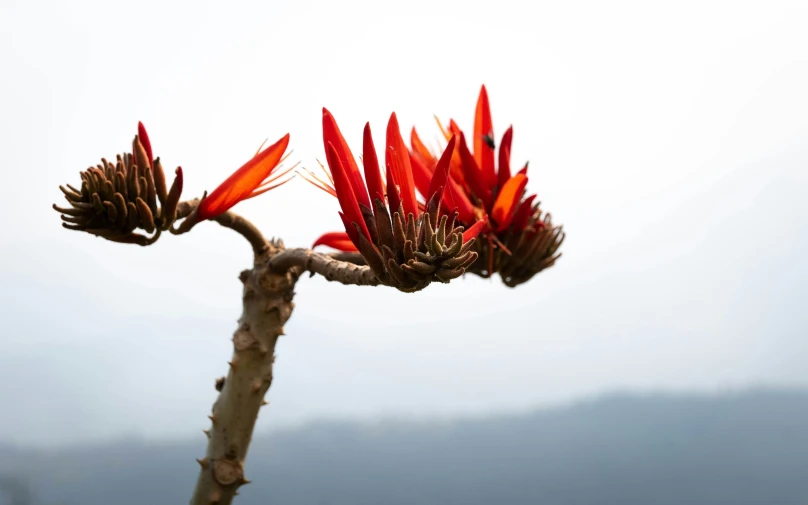 this is an image of a flower blooming in the sunlight