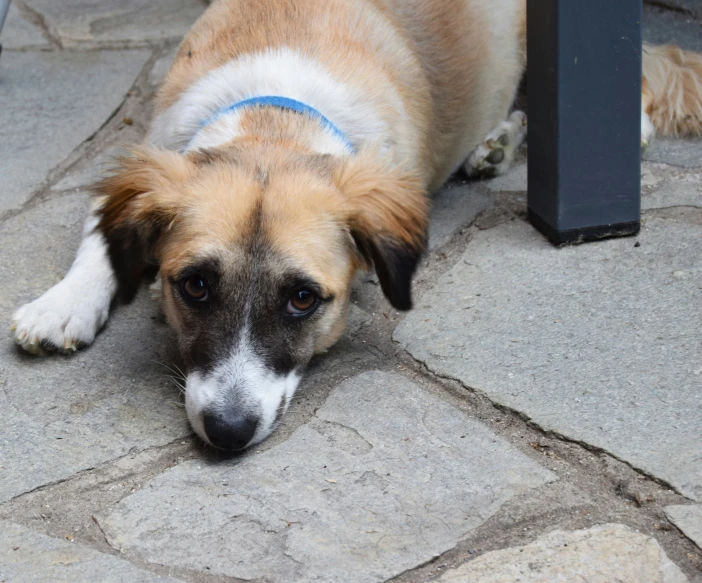 dog laying on top of stone looking bored