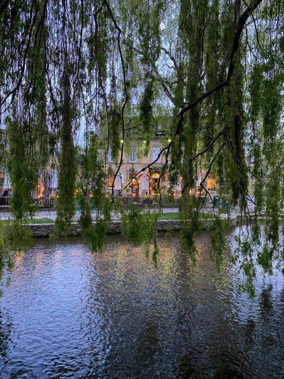 the trees are by the pond and over the water