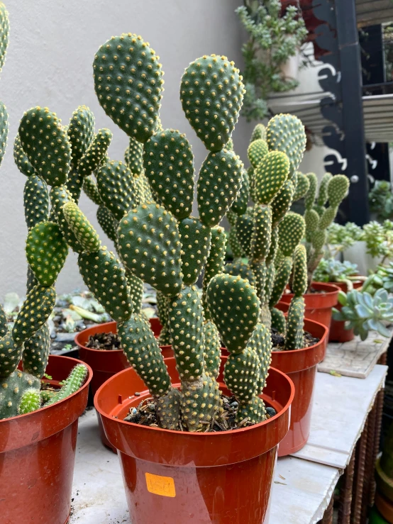 many small pots are filled with large green cactus