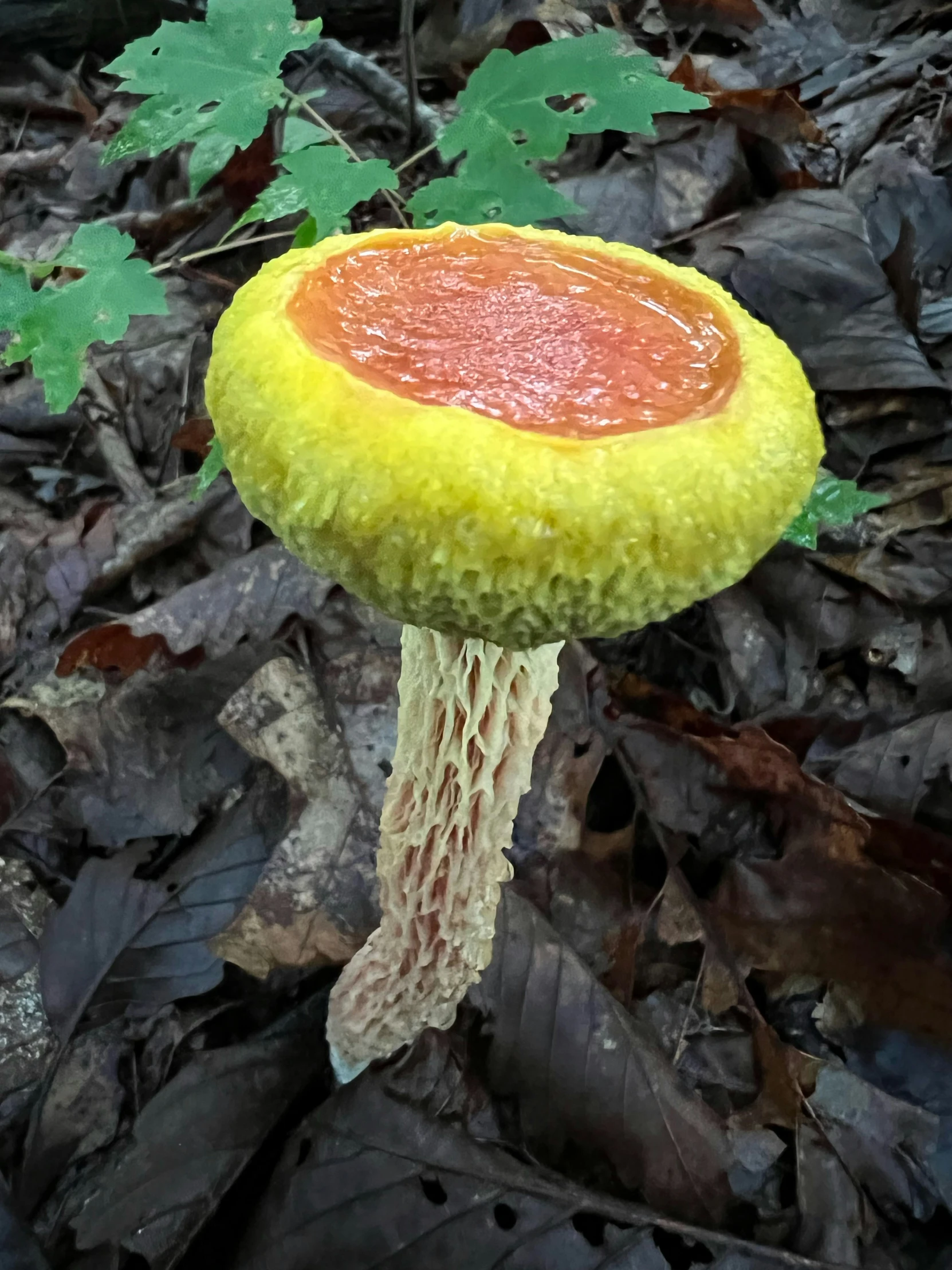 a mushroom that is on the ground in the woods