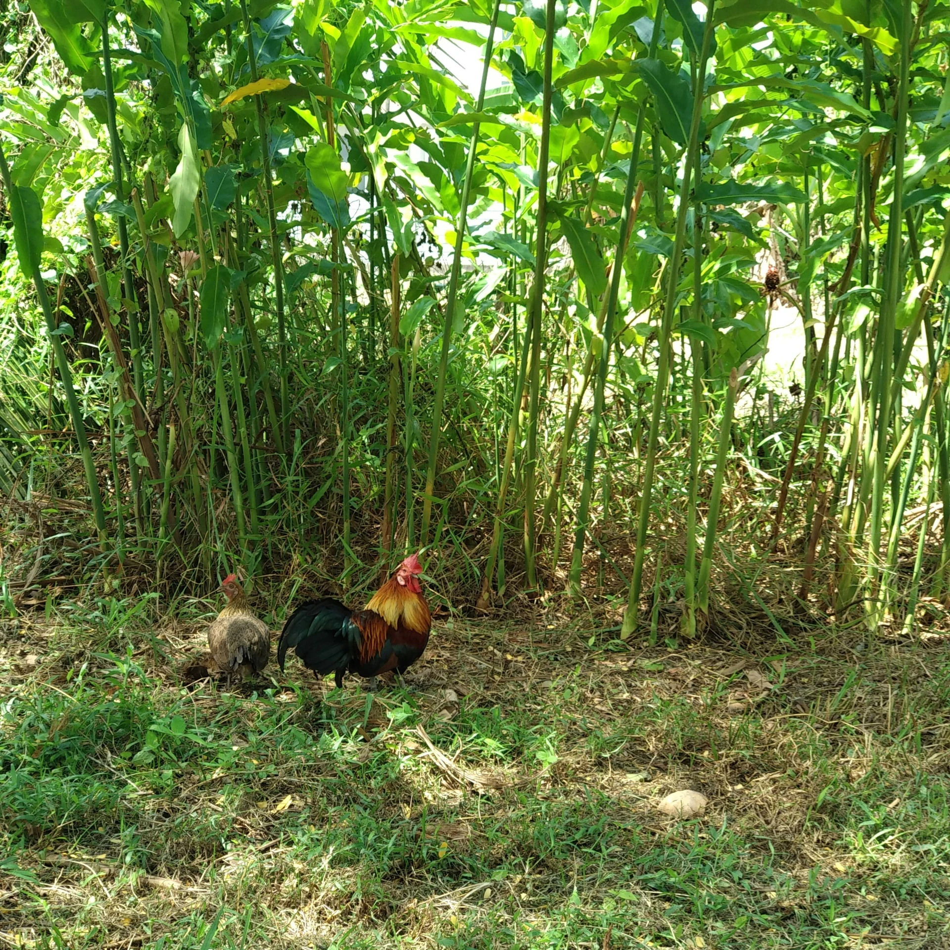 there is a bird walking in the middle of the grass