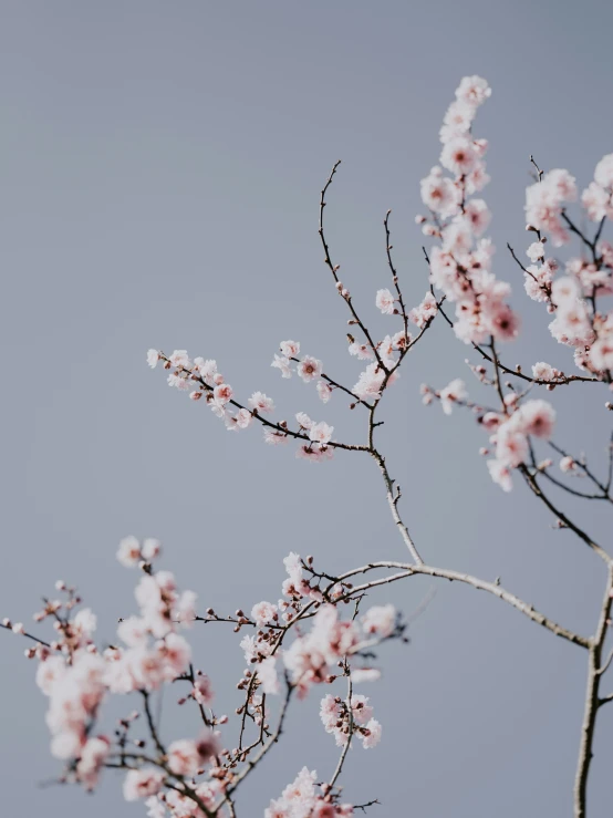 an airplane is flying over some flowering trees