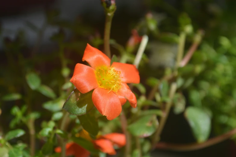 small orange flowers with green stems are growing in a pot