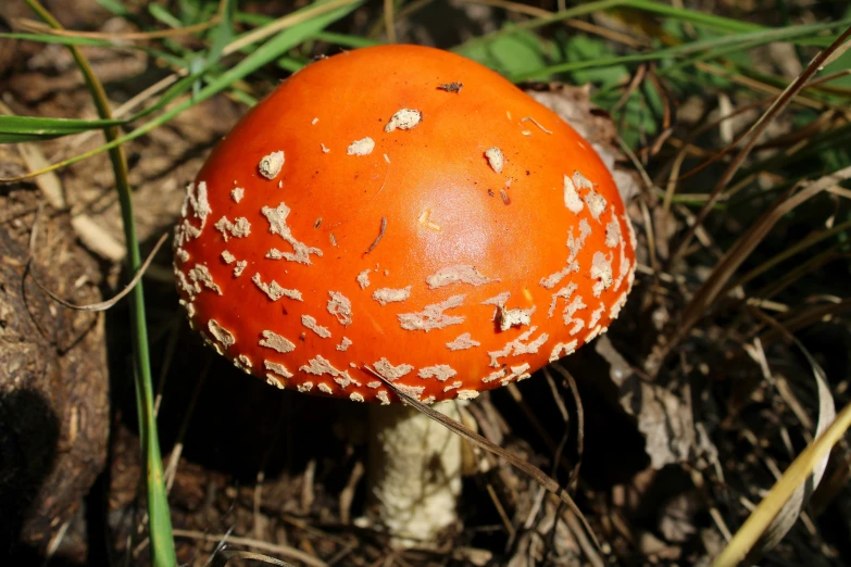 orange and yellow mushroom sitting on top of grass