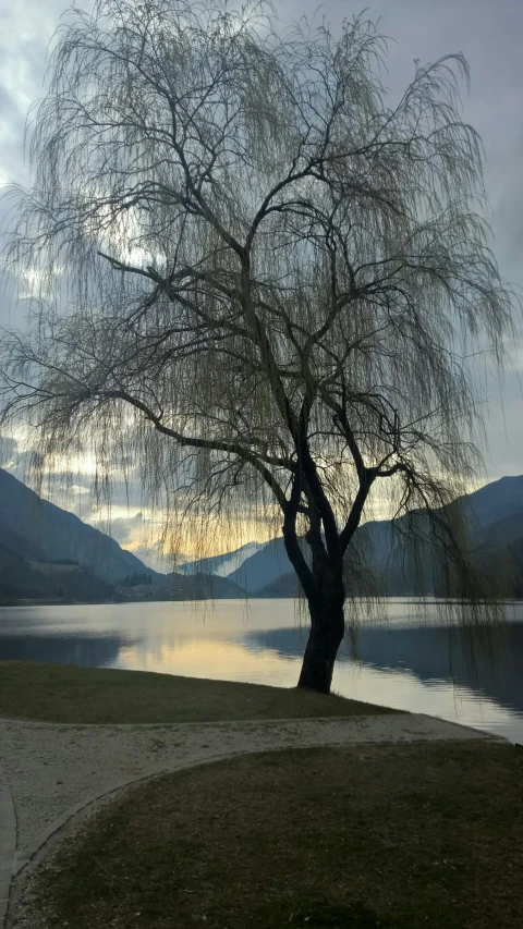 a tree stands next to a lake with mountains in the background