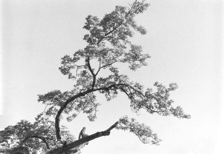 a black and white po shows the silhouette of a tree