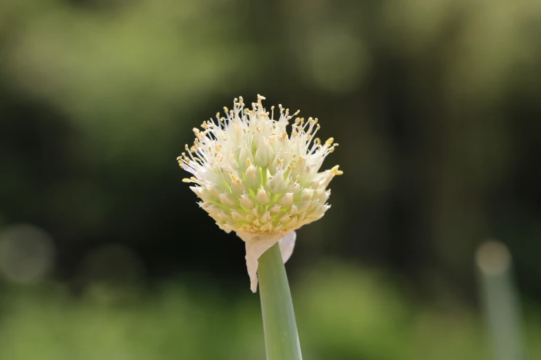 a close up po of a large plant