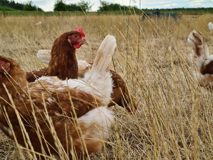 there are chickens and one chicken in the grass