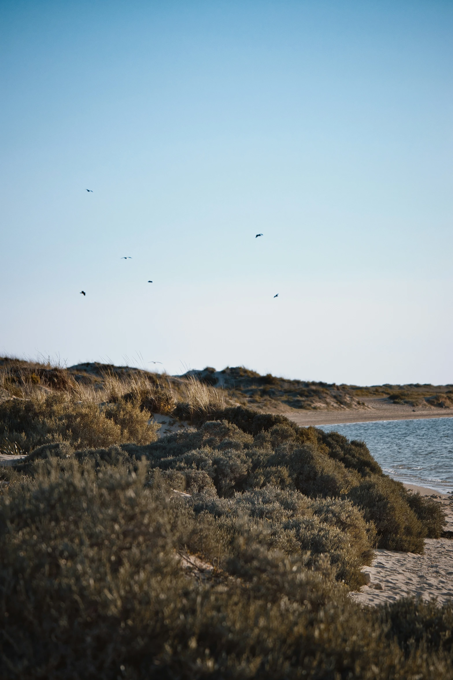 some birds flying over an ocean by a beach