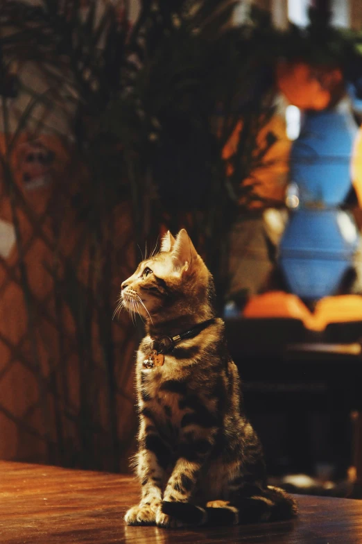 a tabby cat sitting at a table looking up