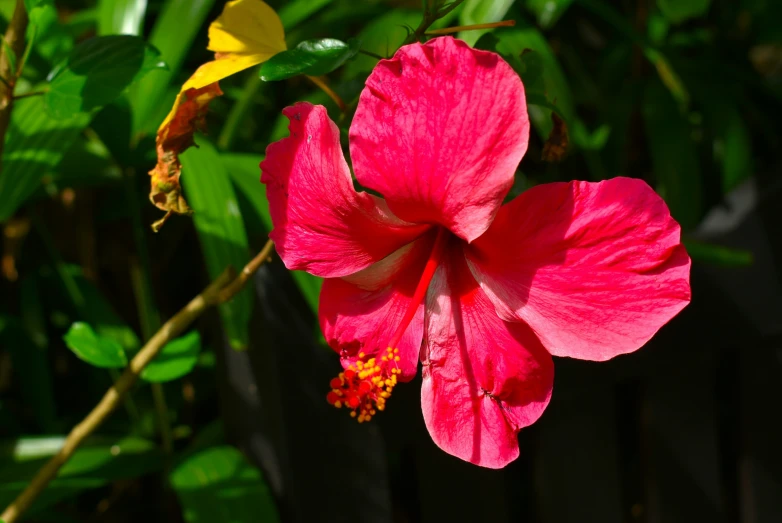 a single pink flower that is growing outside