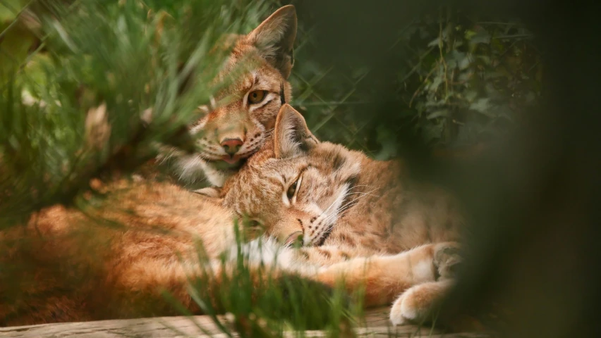 a close - up of a kitten sleeping on a log in the woods