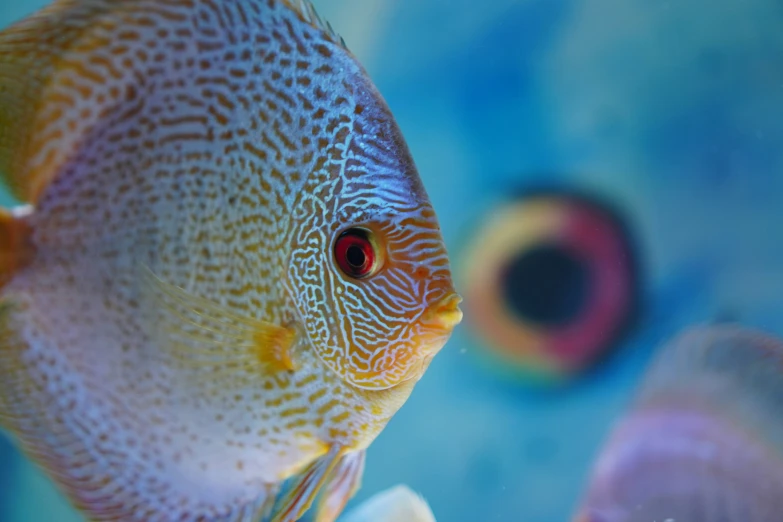 a big, colorful fish that is looking at the camera