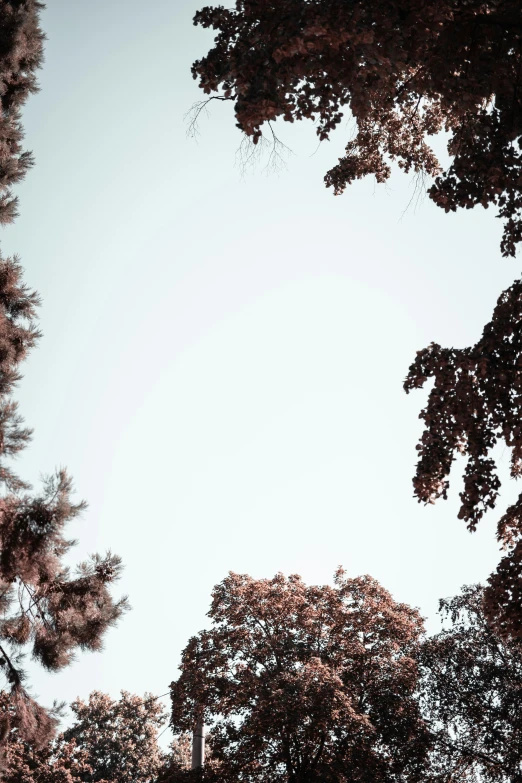 tree nches in front of a white sky