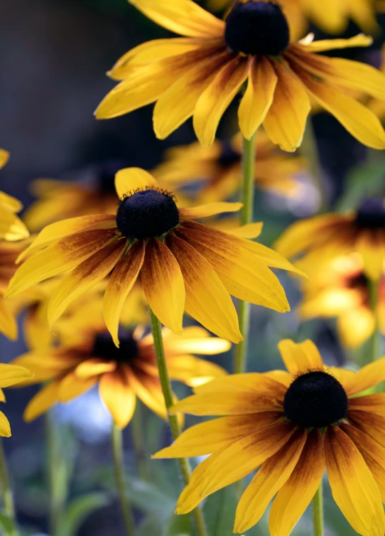 bright yellow flowers are arranged in a flower bed