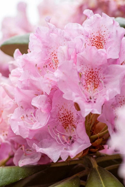 flowers growing on the tree in the fall