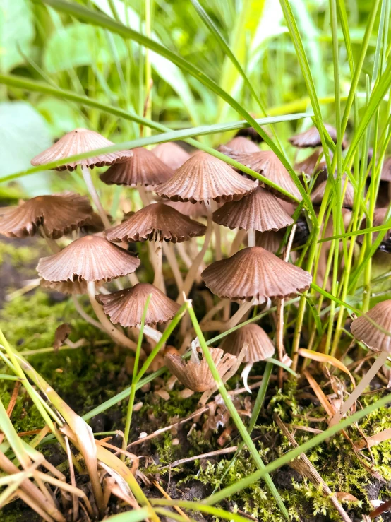 several tiny mushrooms on the ground next to some grass