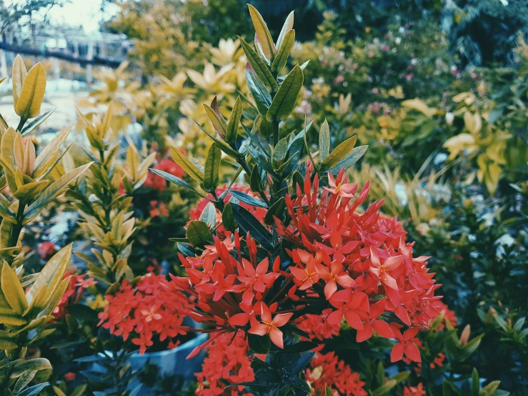 a very bright, red flower with the green leaves